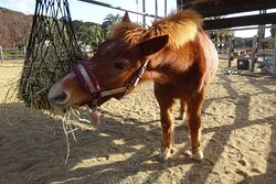 Kujukushima Zoological and Botanical Garden Morikirara-佐世保市必去景点