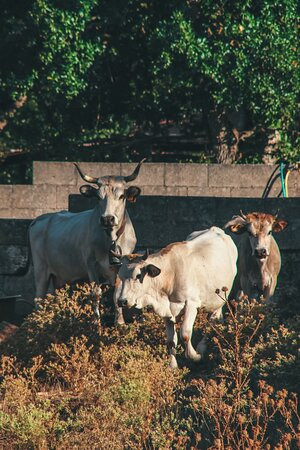 Agriturismo Masseria Ferri主图