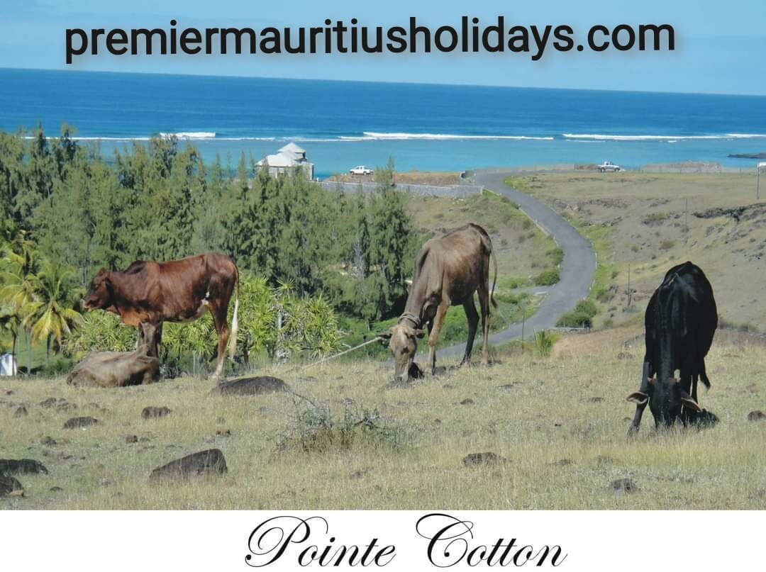 Premier Mauritius Holidays & Car Rental-弗力克昂弗雷克必去景点
