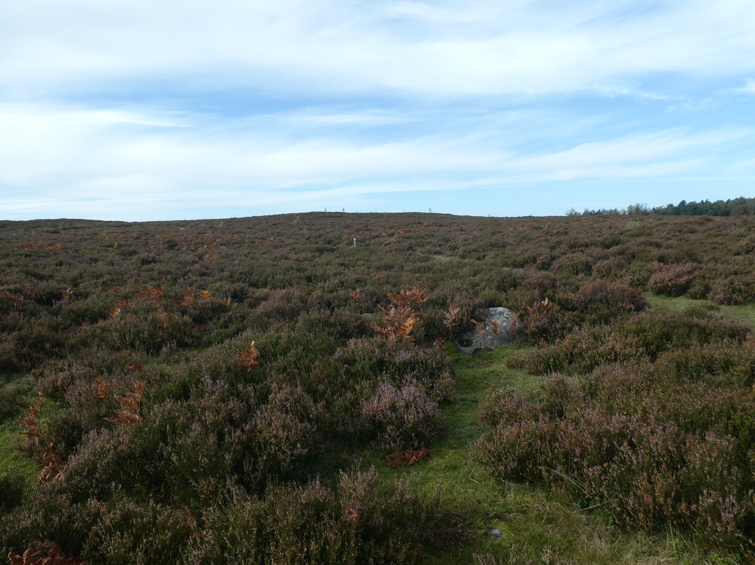 Mästocka Ljunghed Naturreservat