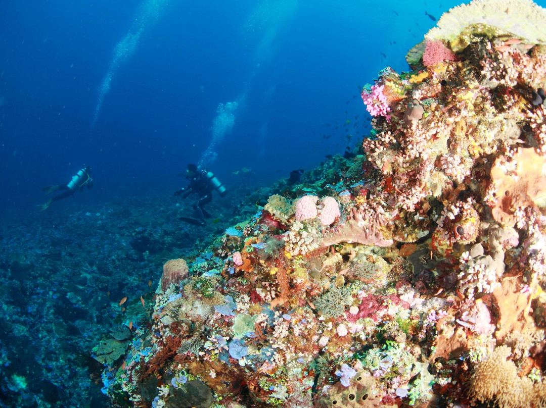 Dive Alor Dive景点图片