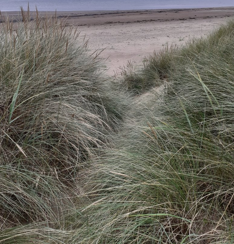 Stevenston Beach景点图片