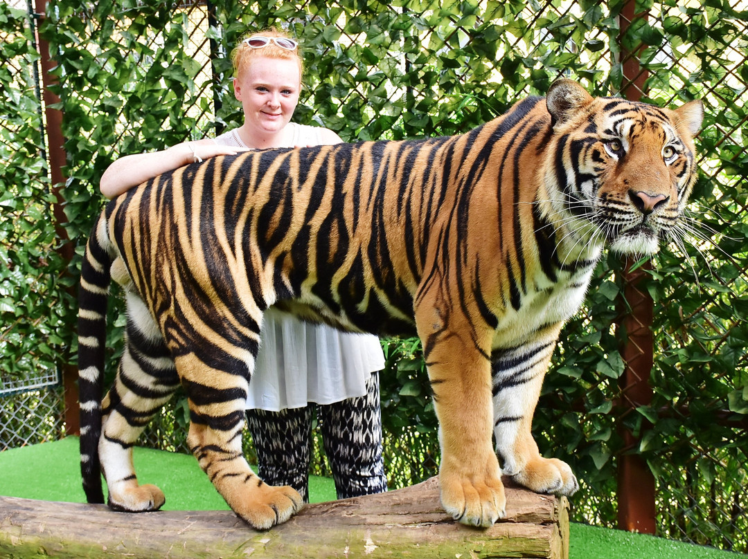 Tiger Kingdom Phuket