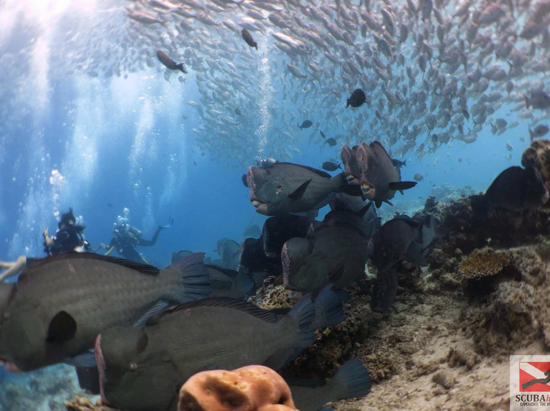 潜水迷浮潜店-仙本那必去景点