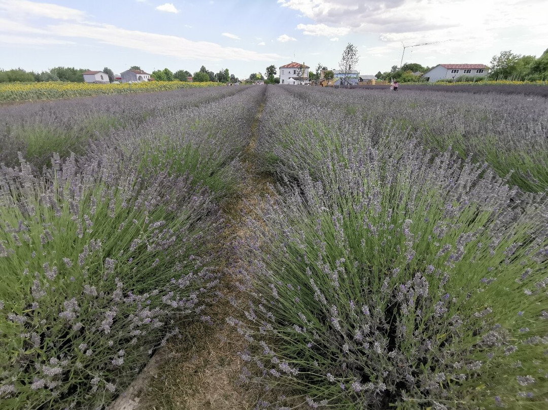 La Lavanda Del Brenta景点图片