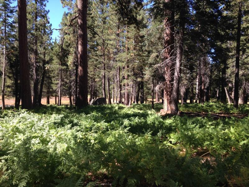 Champion Lodgepole Pine景点图片