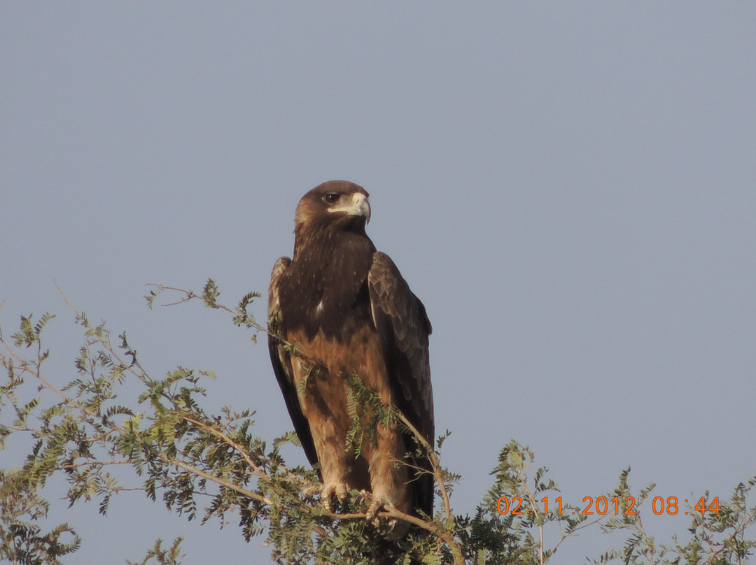 Thar Desert Tours景点图片