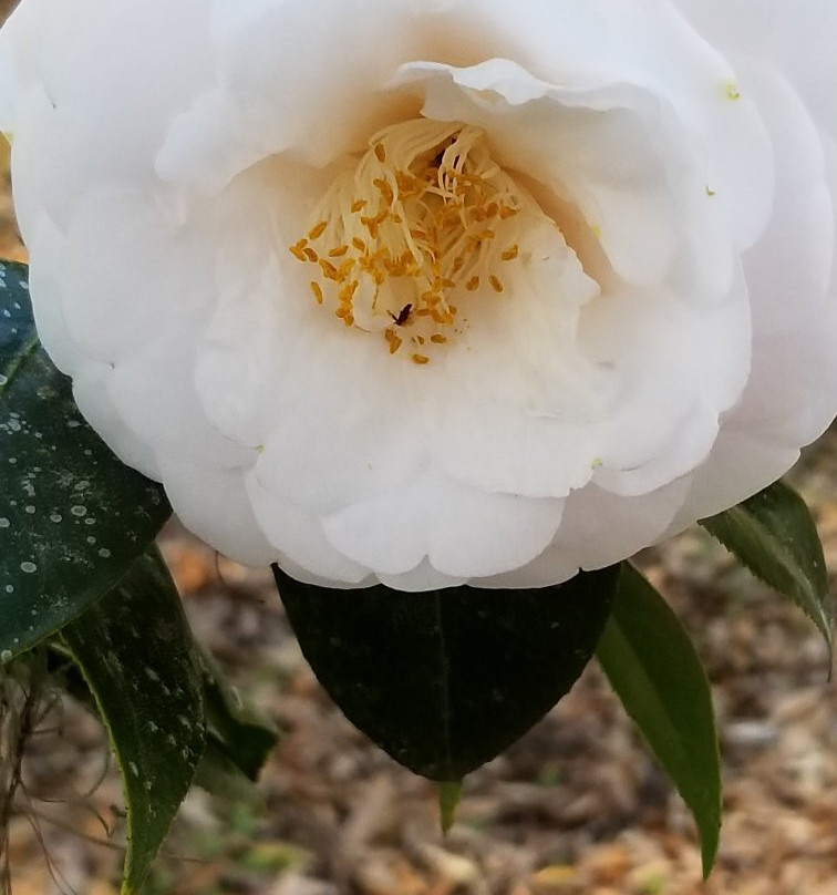 LeConte-Woodmanston Plantation and Botanical Gardens-Riceboro必去景点