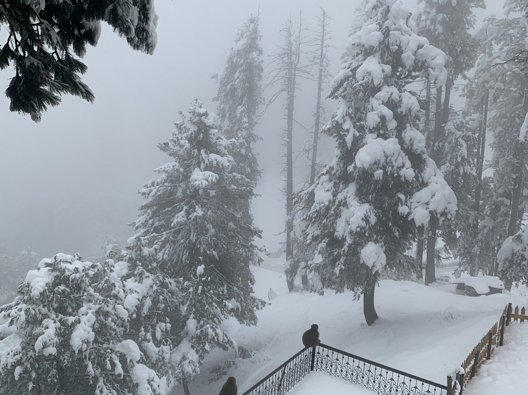 Shaw Resort 11主图