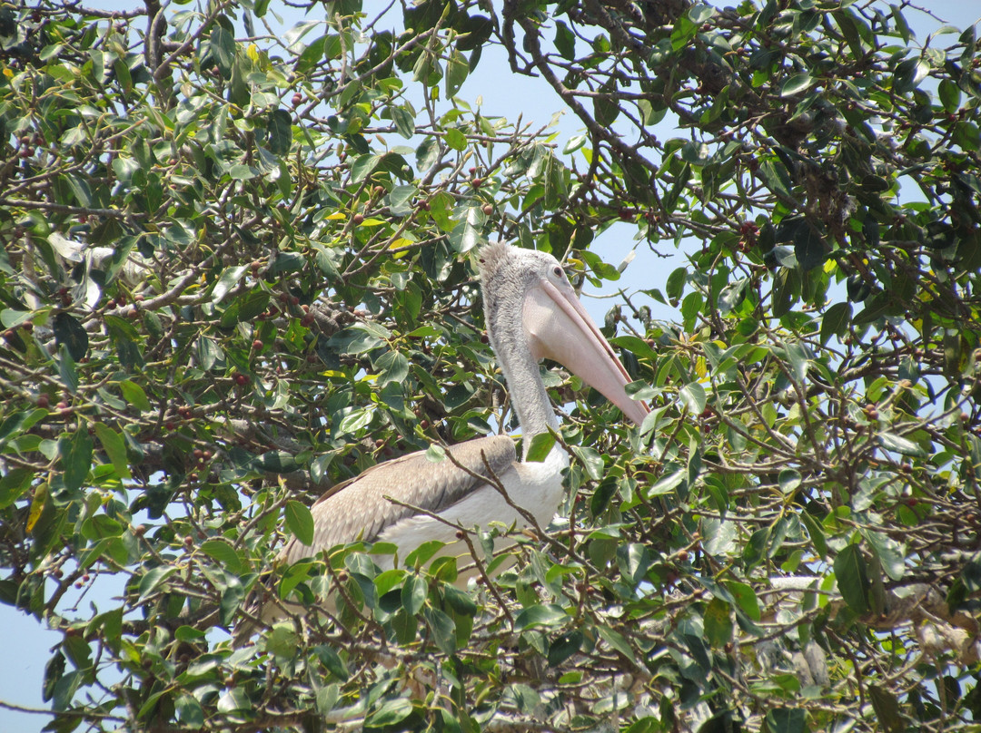 Kokrebellur Bird Sanctuary景点图片