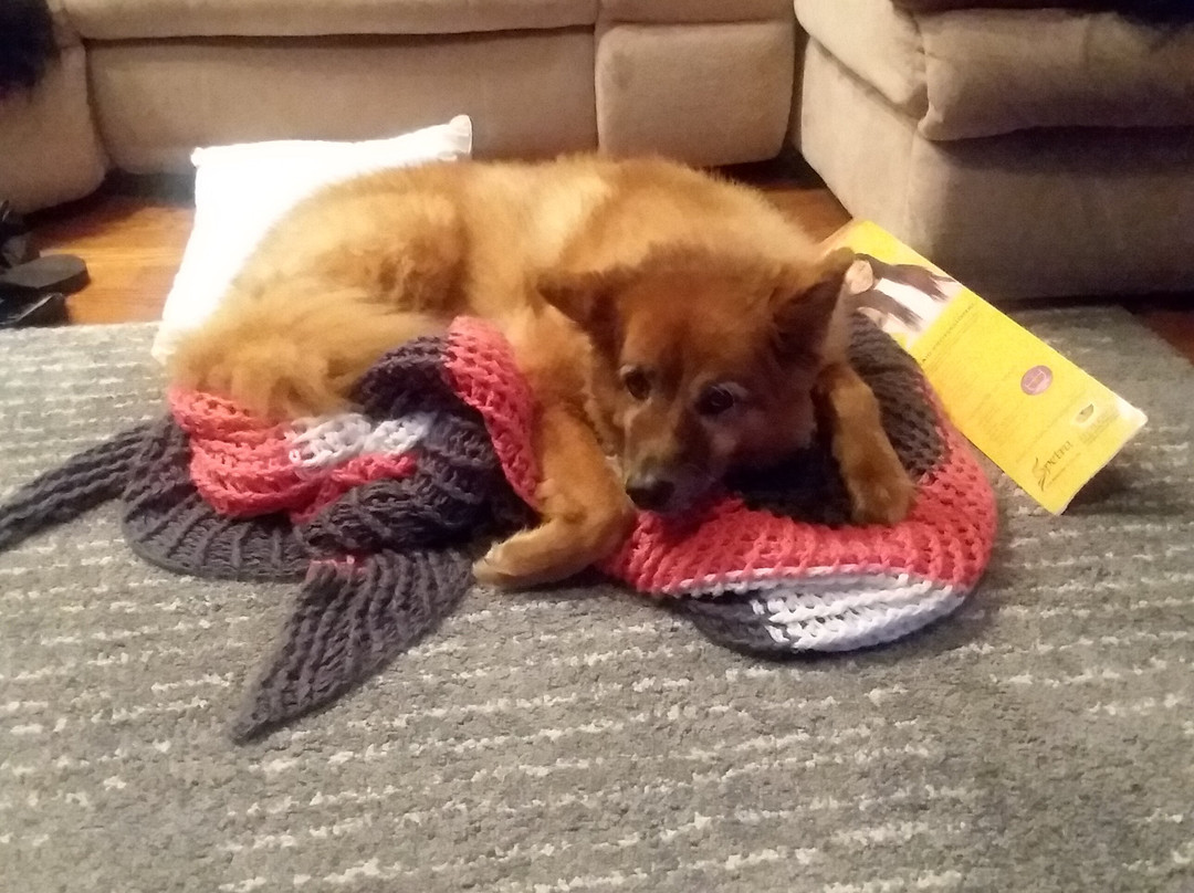 SpringHill Suites by Marriott Indianapolis Airport/Plainfield主图