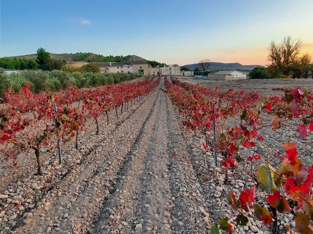 Hotel Enoturismo Mainetes主图