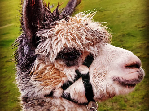 Hownam旅游攻略图片