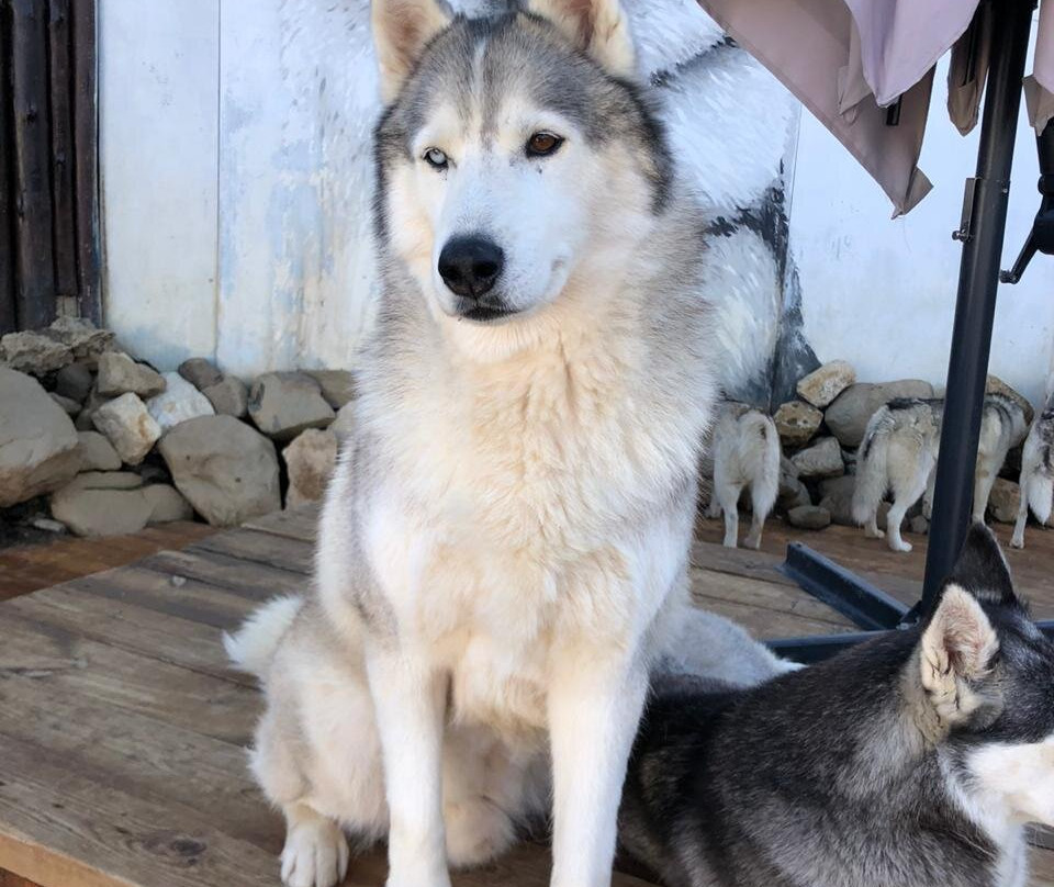 Husky Khutor-Esto-Sadok必去景点