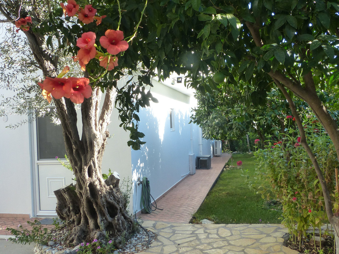 Blugreen Stegna主图