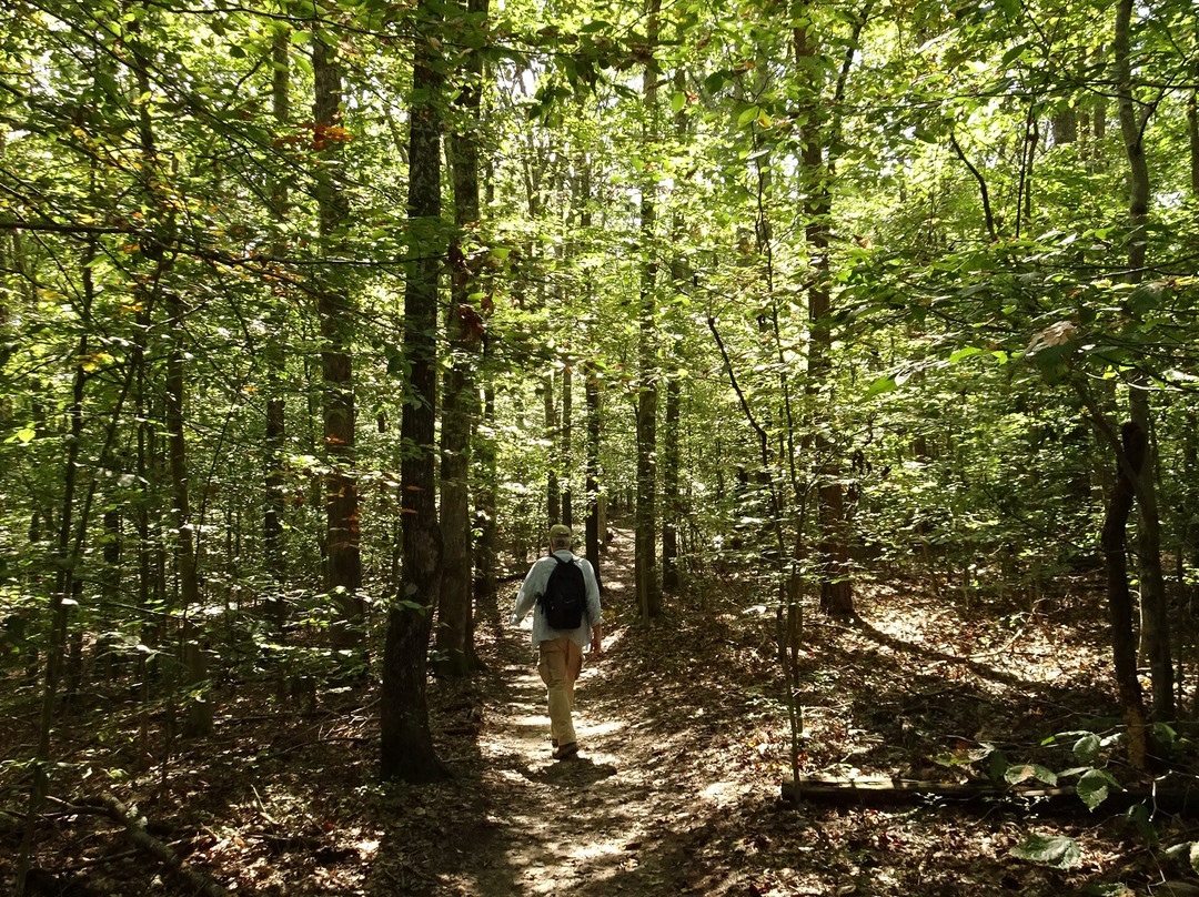 Prince William Forest Park景点图片