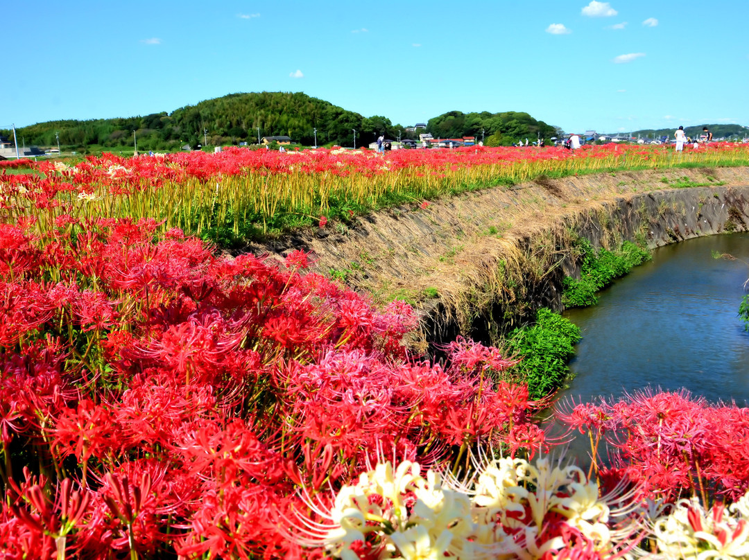 Yakachi River-半田市必去景点