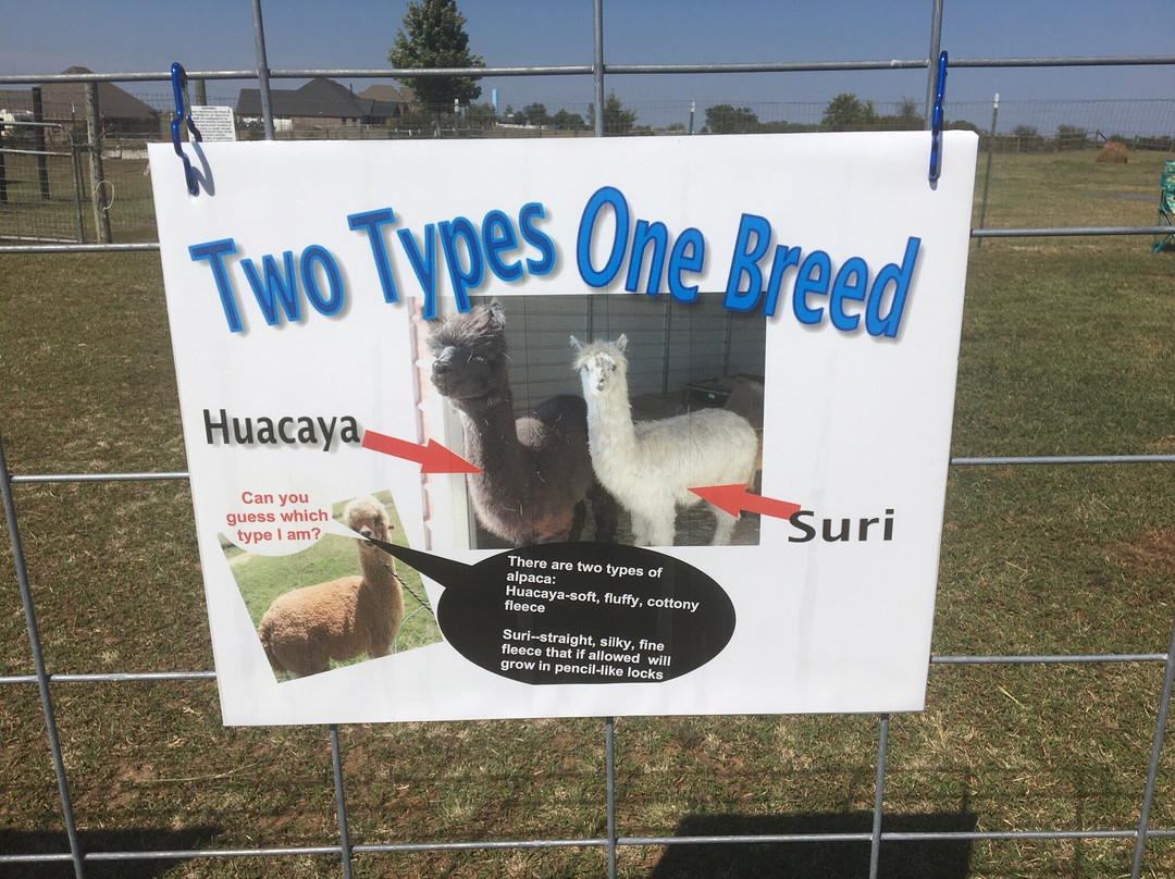 Alpacas-N-Moore-Guthrie必去景点