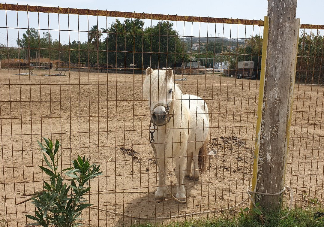 Horse Park Rethymno景点图片