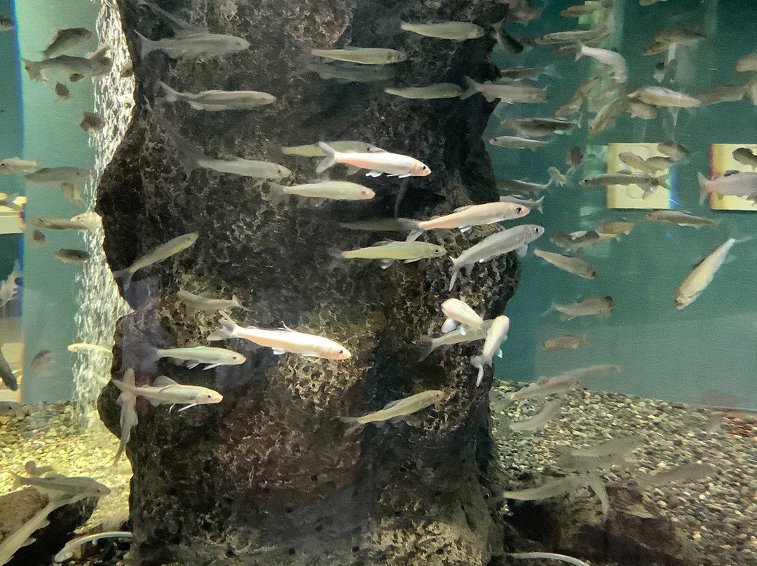 Saitama Aquarium-羽生市必去景点