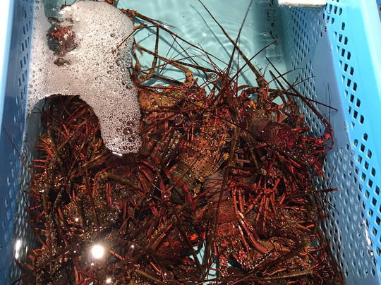 Sadamisaki Hana Hana-伊方町必去景点