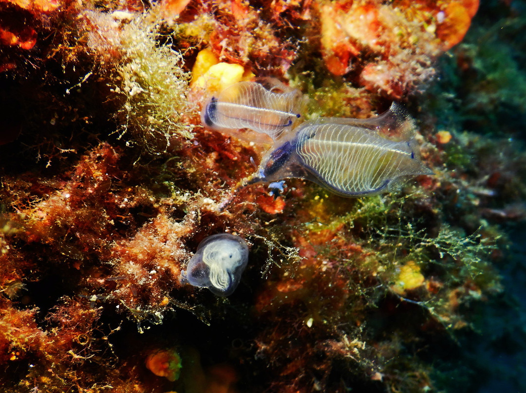 Buceo Isla Negra景点图片