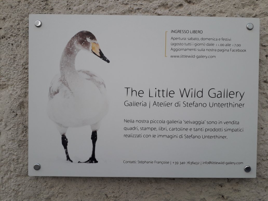 The Little Wild Gallery景点图片