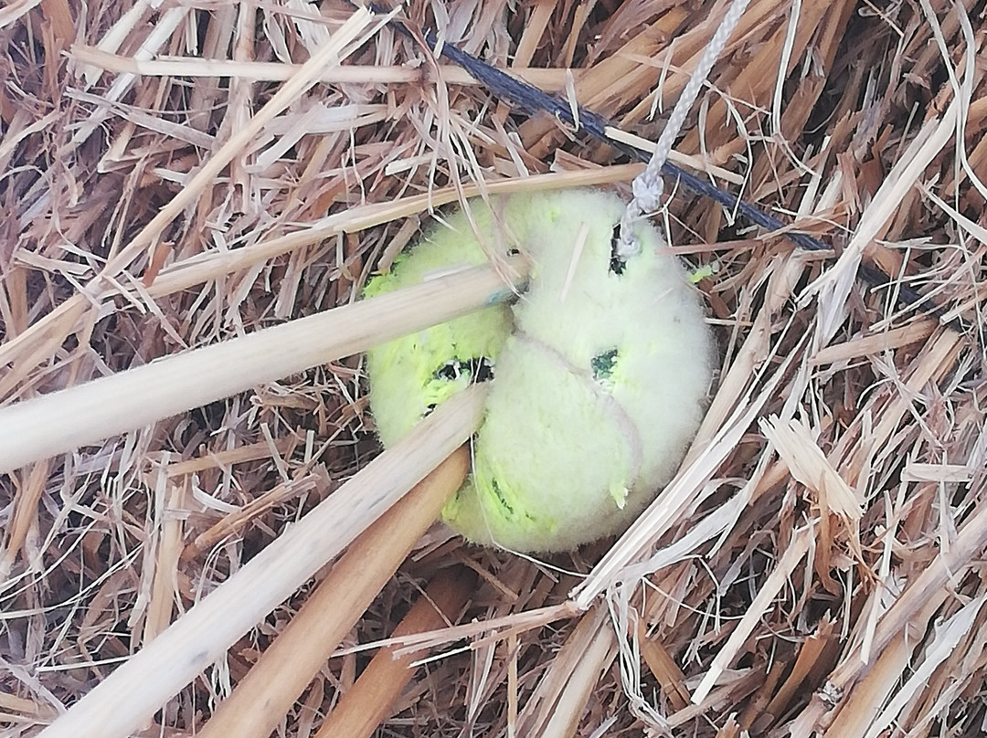 Archery in Malta-San Gwann必去景点