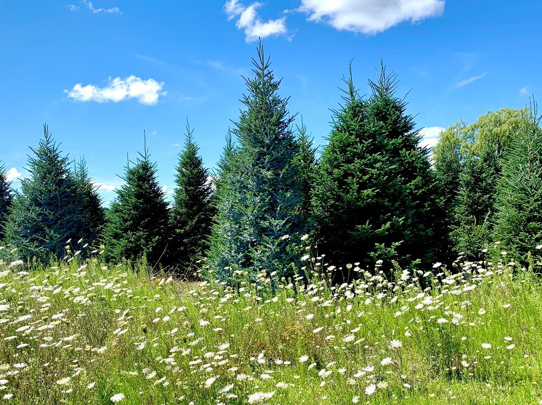 Dutchman Tree Farm景点图片