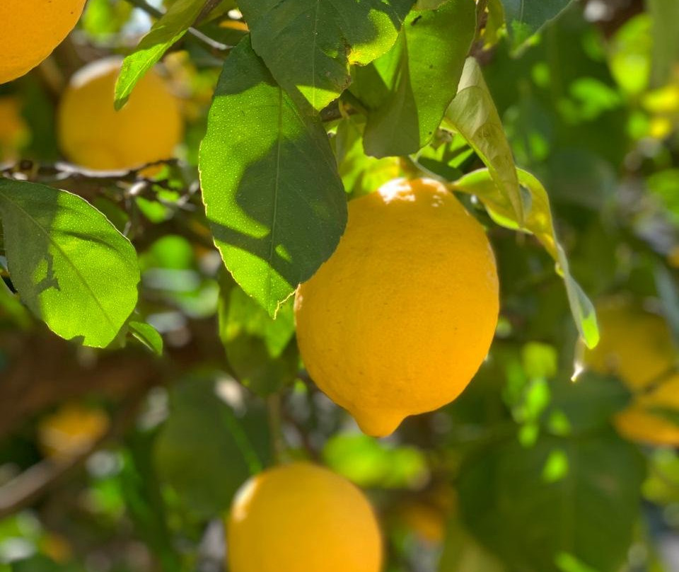 Destiny Lodge Cullinan主图