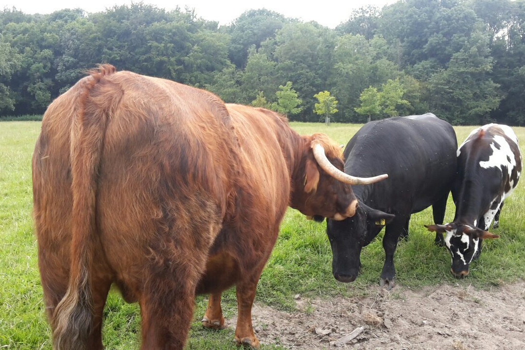 Geitenboerderij Ridammerhoeve景点图片