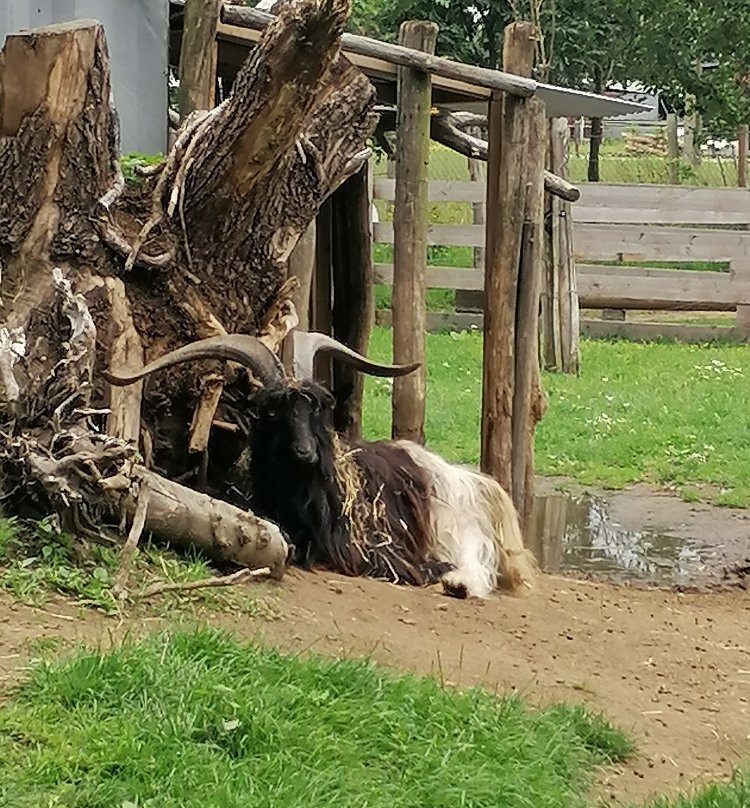 Kinderboerderij De Bollekeshoef-Heist-op-den-Berg必去景点