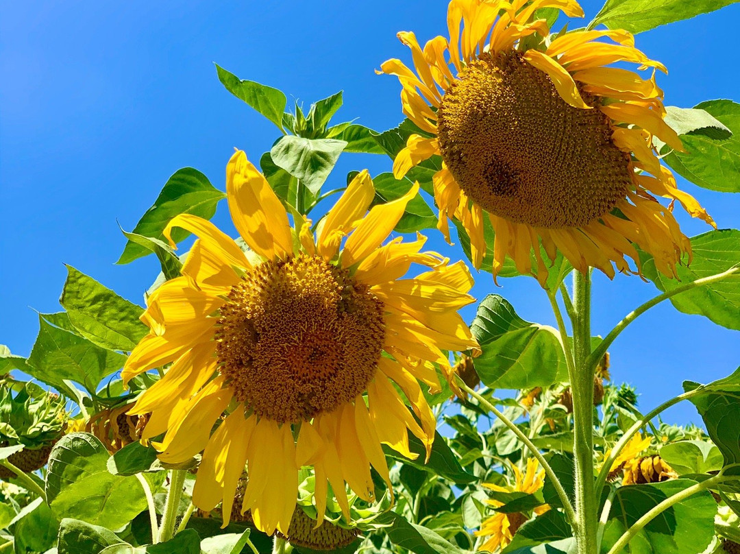 Farm Store at Kellogg Ranch-波莫纳必去景点