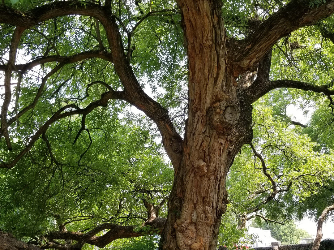 Old Fort Harrod State Park景点图片