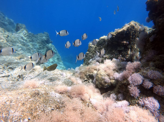 Orfoz Diving-卡斯必去景点