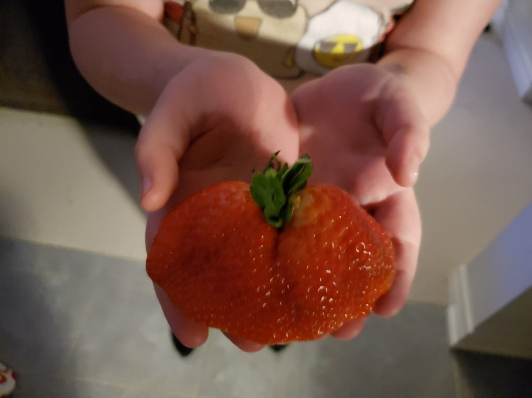 Tigchelaar Berry Farm景点图片