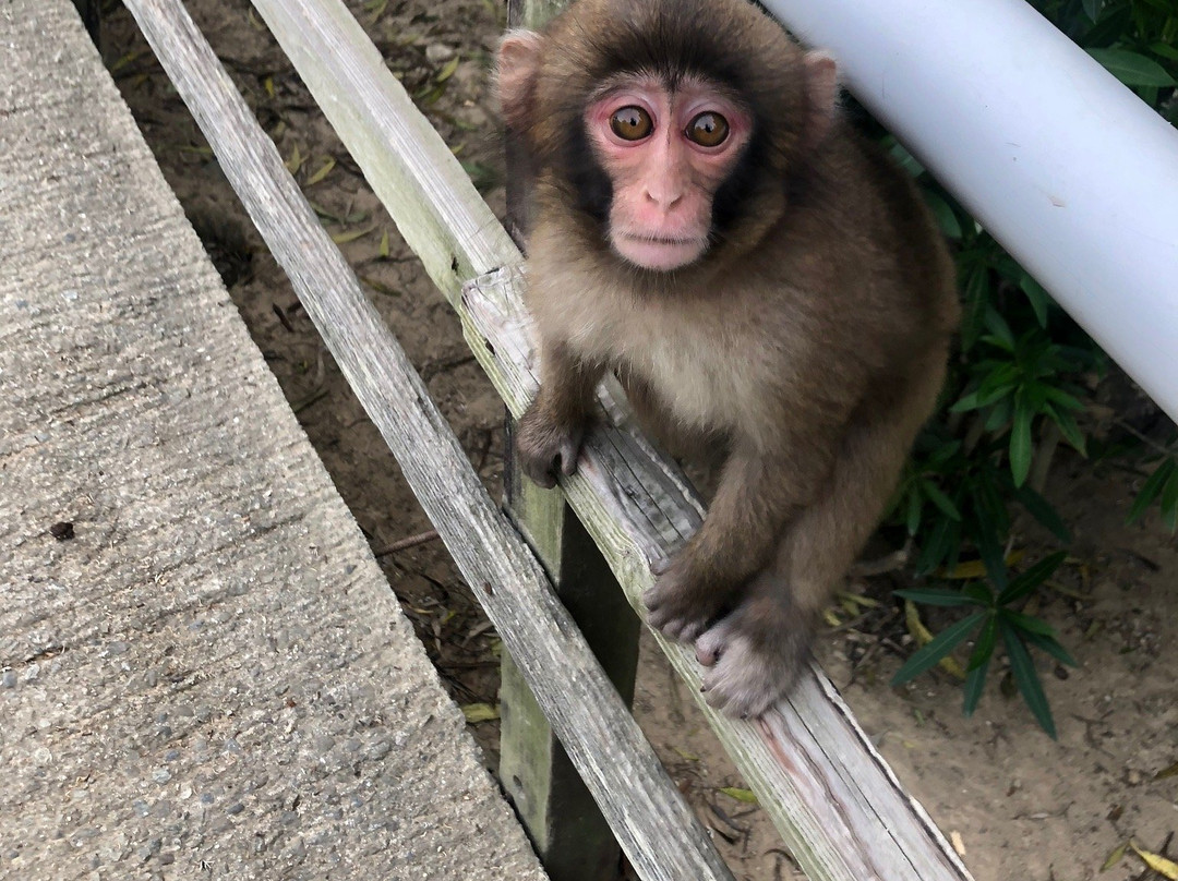 Awajishima Monkey Center景点图片