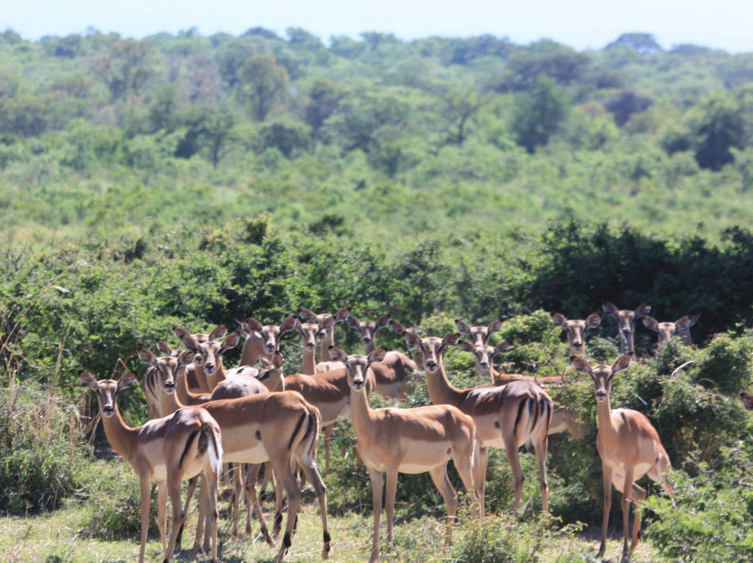 Honeyguide Ranger Camp-Entabeni Game Reserve必去景点