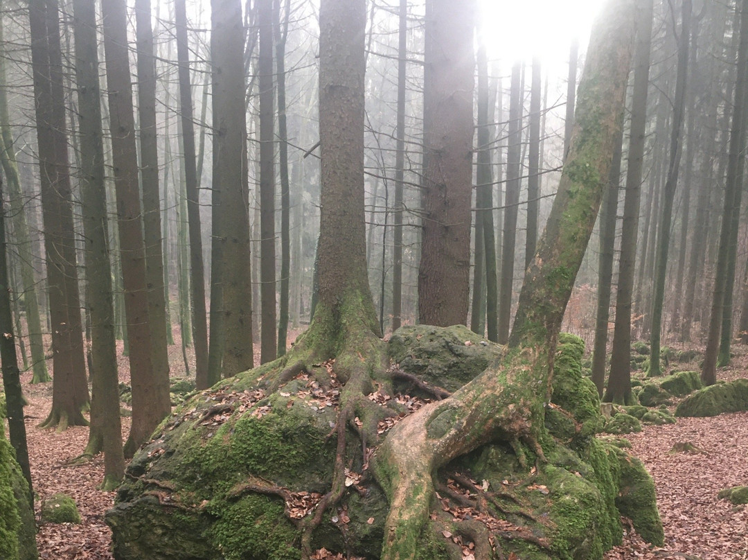 Druidenhaine景点图片
