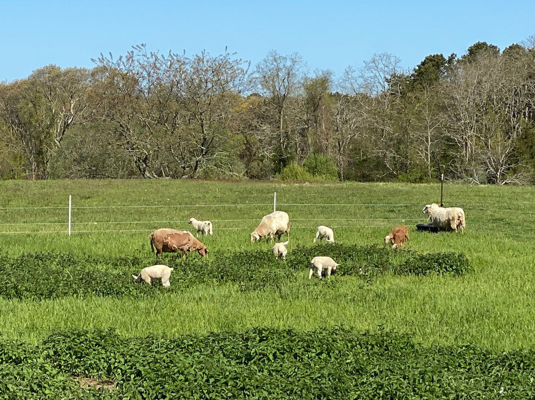 Peterson's Farm景点图片