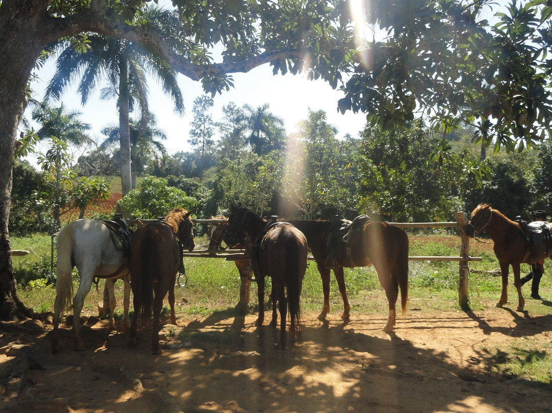 Caballos de los Mogotes景点图片
