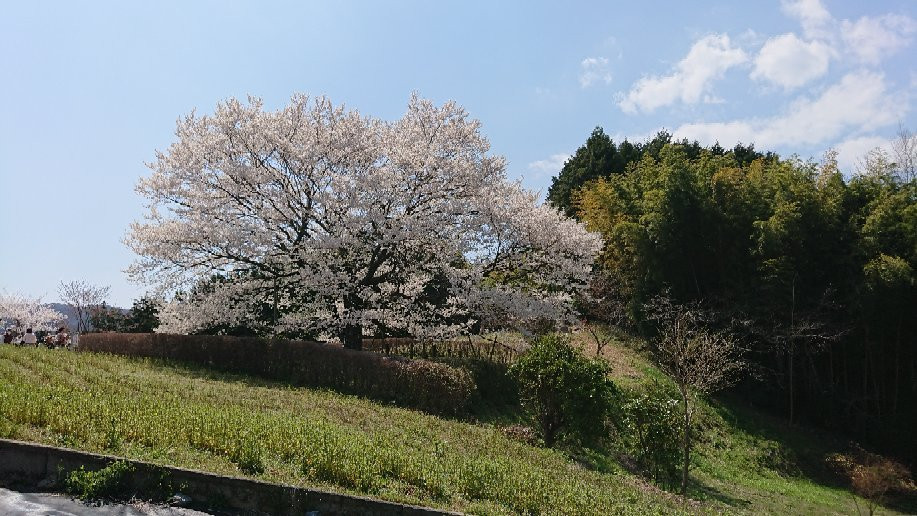 Daigo Zakura景点图片