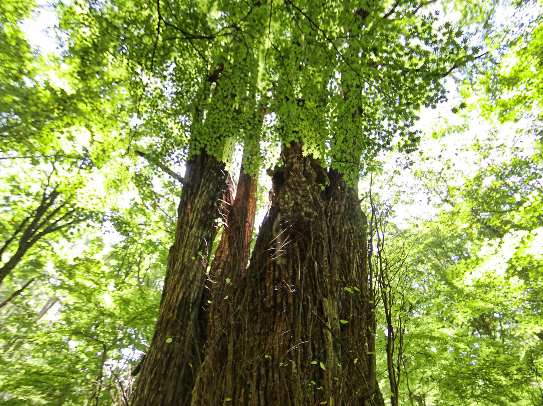 Nonoike-大鹿村必去景点