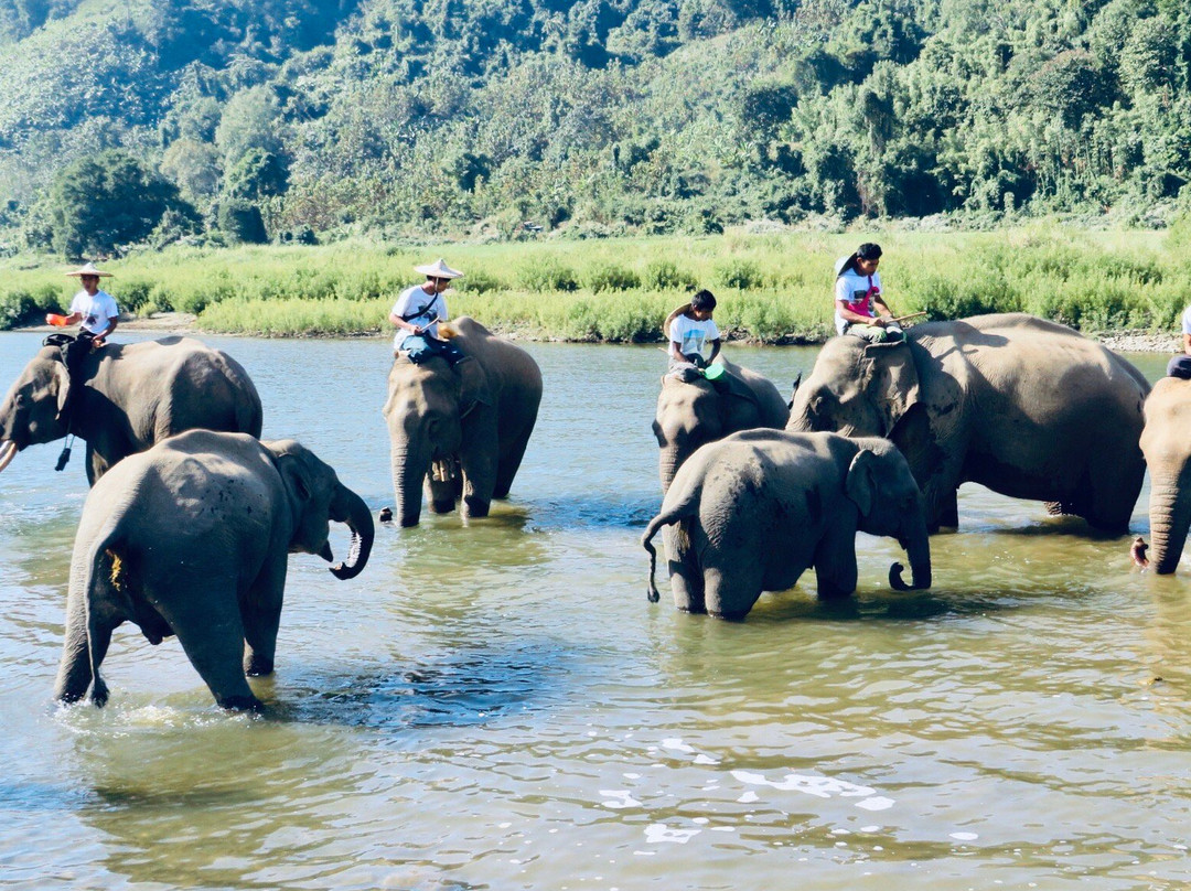 Ngapali Elephants Sanctuary-卡帕里必去景点