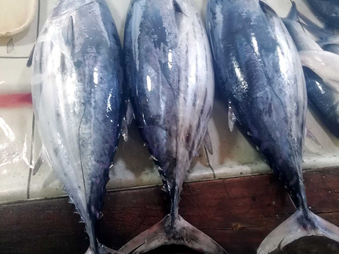 Fish and Meat Market-莫阿尔博阿尔必去景点