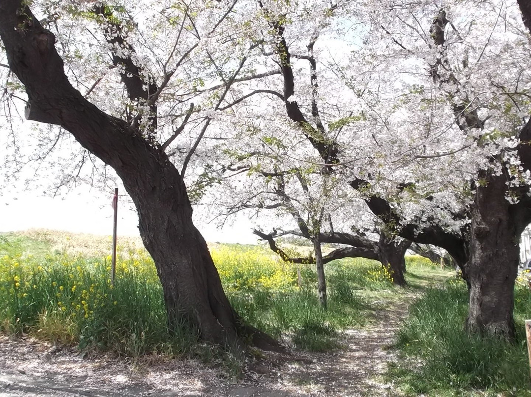 Kumagaya Sakura Tsutsumi-熊谷市必去景点