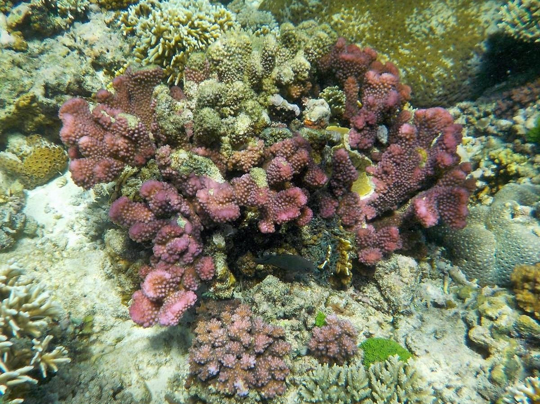 Long Beach-葡多咖蕾拉必去景点