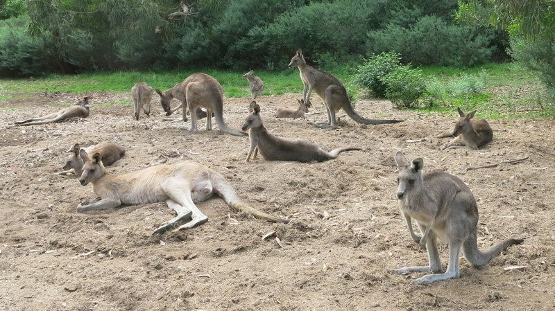 Anglesea Golf Club-安格尔西岛必去景点