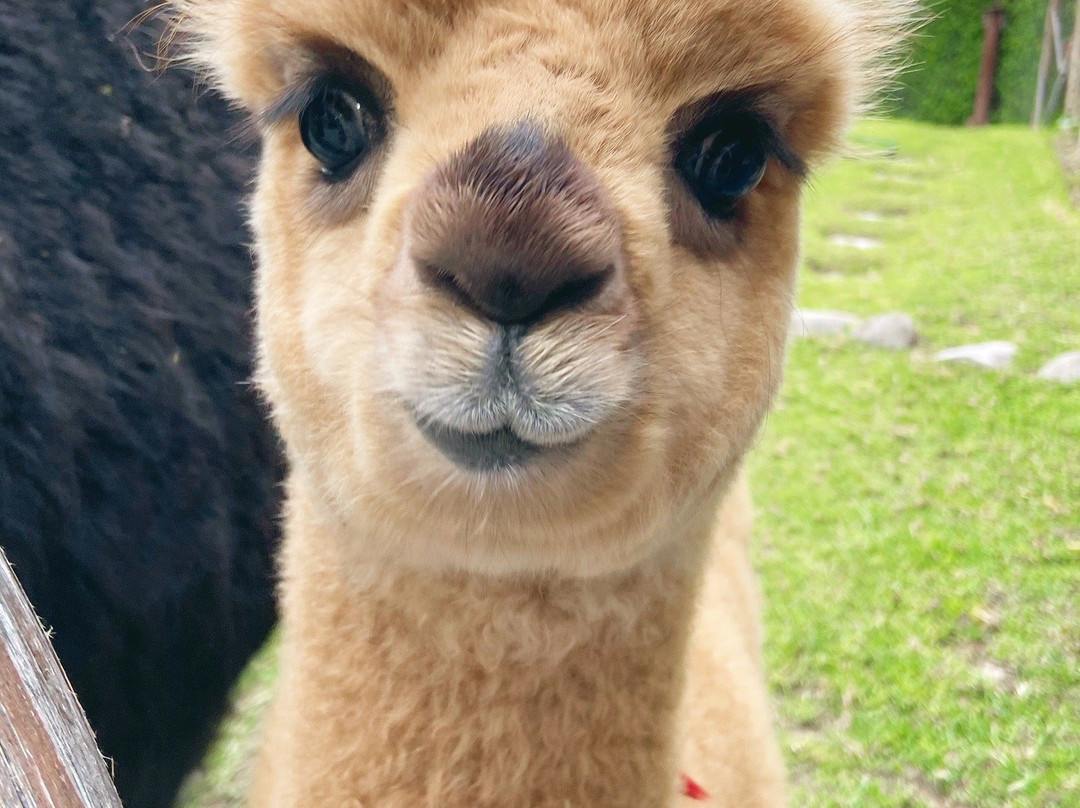 Free Walking Tour Arequipa-阿雷基帕必去景点