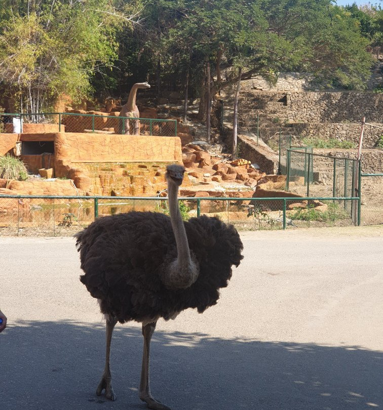 Baluarte Zoo景点图片